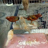 قناری|پرنده|کرمان, |دیوار