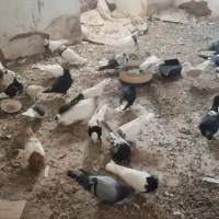 کبوتر فروشی