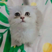 برتیش سیلور (نقره ای)کد رنگ ۱۲۳۳