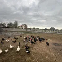 ۸۰۰ متر زمین مسکونی دور دیوار|فروش زمین و ملک کلنگی|لولمان, |دیوار