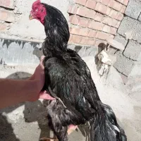 فروش خروس لاری یتیغ سیاه
