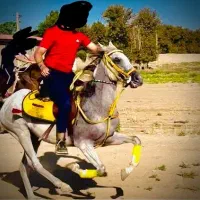 اسب مادیون عرب یک سر|اسب و تجهیزات اسب‌سواری|ورامین, ورامین|دیوار