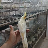 جوجه عروس هلندی|پرنده|قم, علی آباد سعدگان|دیوار