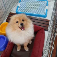 سگ پامرانین