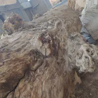 چوب چنار . اصلب و کالباسی .