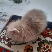 خرگوش لوپ هلندی