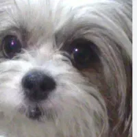 واگذاری سگ شیتزو