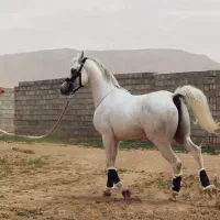 اسب عرب مصری|اسب و تجهیزات اسبسواری|اراک, |دیوار