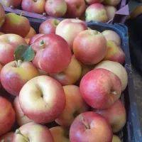 سیب مشهدی