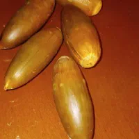 بلوط شیرین پنچ کیسه