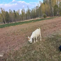 بز سانین|حیوانات مزرعه|ایجرود, |دیوار