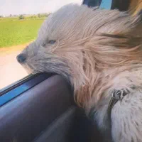 سگ شیتزو|سگ|اردبیل, |دیوار