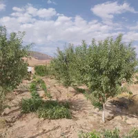 فروش باغ به متراژ ۹۰۰متر در روستای هیبت اللّه|فروش دفتر صنعتی، کشاورزی، تجاری|سنقر, |دیوار