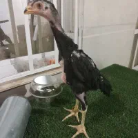 جوجه لاری اوشامو