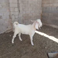 بره محلی،بره ترکی، دبر ،چبش