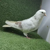 فروش ۵۰ کبوتر پرشی و مولد درجه یک