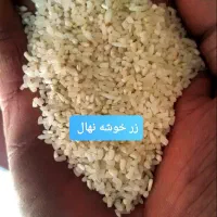 برنج طارم هاشمی اعلا از شالیزارهای شمال|خوردنی و آشامیدنی|رودهن, |دیوار