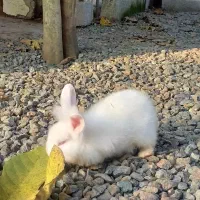 حیوانات خانگی