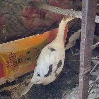 غاز دارم با قیمت مناسب