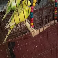 جفت مرغ عشق|پرنده|خرمشهر, |دیوار