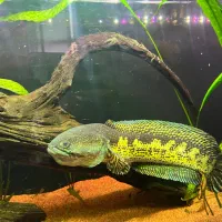 چانا گلدن کبری هایفین