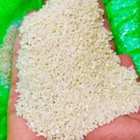 فروش ۱۰ کیسه برنج طارم استخوانی