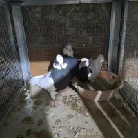 کبوتر طوقی|پرنده|شیراز, رکنآباد|دیوار