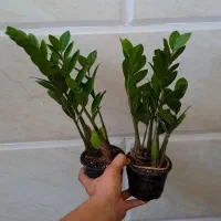 گل زاموفیلیا سبز هلندی