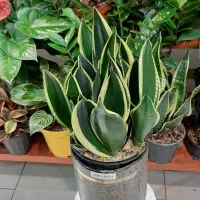 نخل نیکولای/گل و گیاه آپارتمانی/زاموفیلیا بنسای|گل و گیاه طبیعی|فردیس, فردیس|دیوار