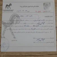 اسب مادیان|اسب و تجهیزات اسب‌سواری|تهران, مسعودیه|دیوار