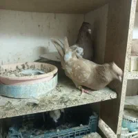 سینه زرد سرخ درشت