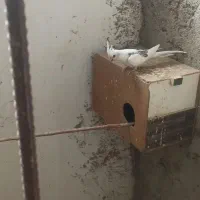 عروس هلندی آلبینو 7 عدد.صحیح و سالم.