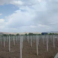 ///خدمات فنس کشی باغبانی دیوار کشی باغبانی|خدمات باغبانی و درختکاری|همدان, |دیوار