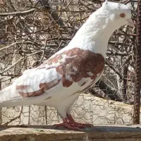 سه عدد نره پرشی