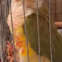 جفت مولد گرینچیک