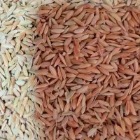شلتوک عنبربو نمونه