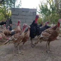 بوقلمون‌ در سنین و نژاد مختلف