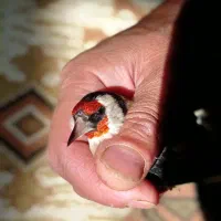 چند تا یعنی پنج عدد کبوترتهرانی پرشی خوب