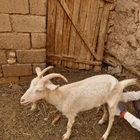 فروش ۴راس بز|حیوانات مزرعه|آباده, |دیوار