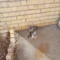 یک‌جفت‌کبوتر‌پلاکی‌به‌شرط