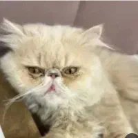 گربه پرشین نر سوپر فلت