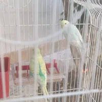 مرغ عشق نر ماده|پرنده|شیراز, شهرک گلستان|دیوار