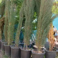 6 عدد درخت میوه فقط 400 تومن|خدمات باغبانی و درختکاری|نیشابور, بیمارستان عطار نیشابوری|دیوار