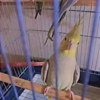 یک عدد عروس هلندی