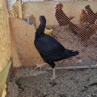 مرغ لاری اصیل جوان/کرچ وتخم گذار|حیوانات مزرعه|قرچک, مهدیه|دیوار