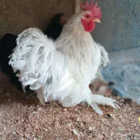 مولد مرغ و خروس کوشین