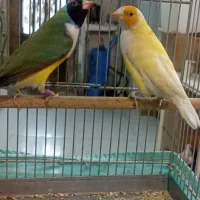 ((فنچ گلدین ))|پرنده|تهران, بازار|دیوار