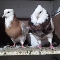 کبوتر طوقی|پرنده|پاوه, |دیوار