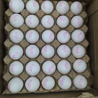 پخش تخم مرغ تازه درجه یک - تحویل رایگان
