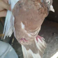 جفت سینه قهوای تخم جوجه ای ،|پرنده|کرمان, |دیوار